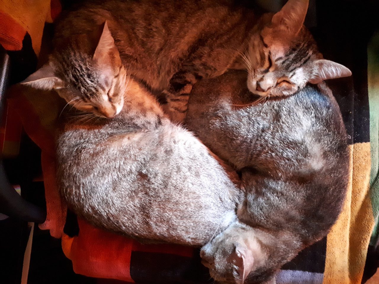 ABC  DO  GATO – A de Amor
