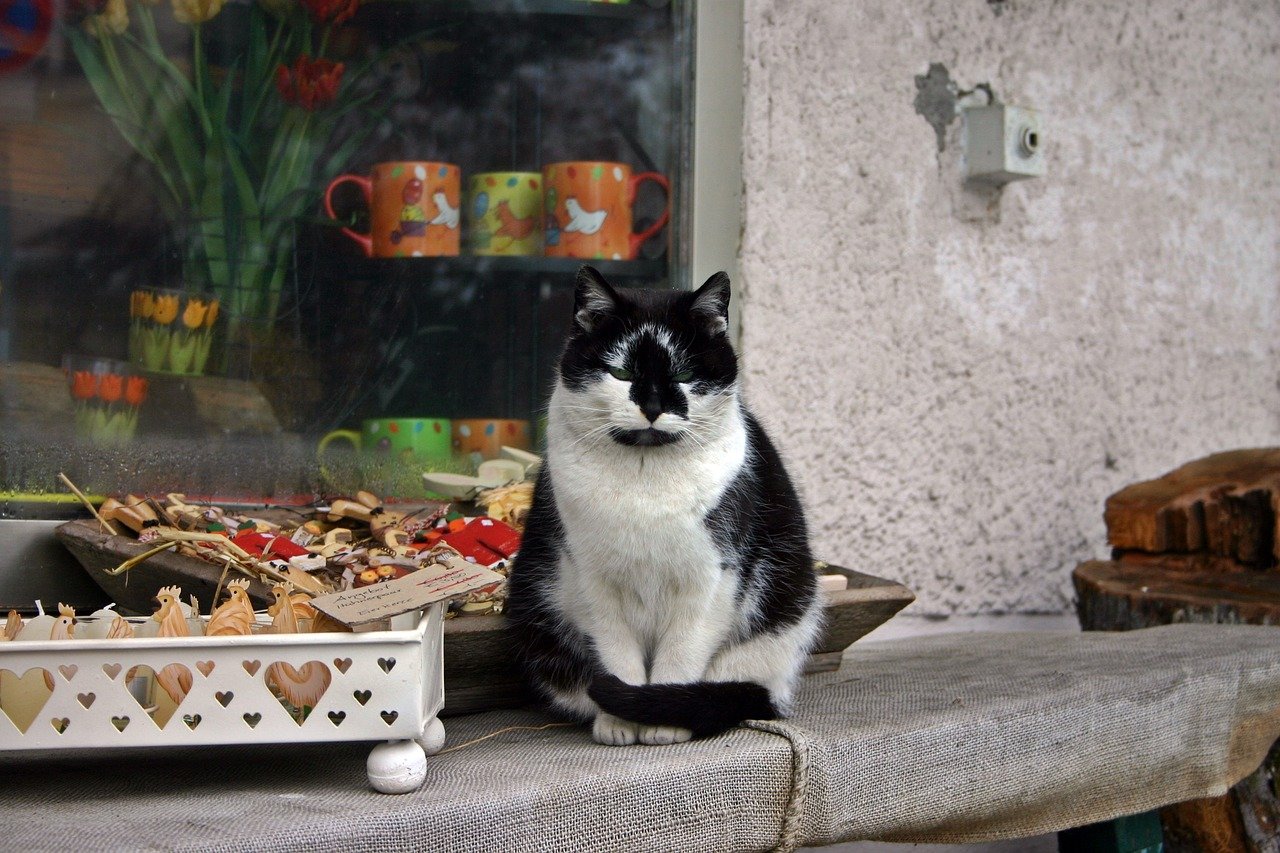 ABC do Gato – C de Comportamento