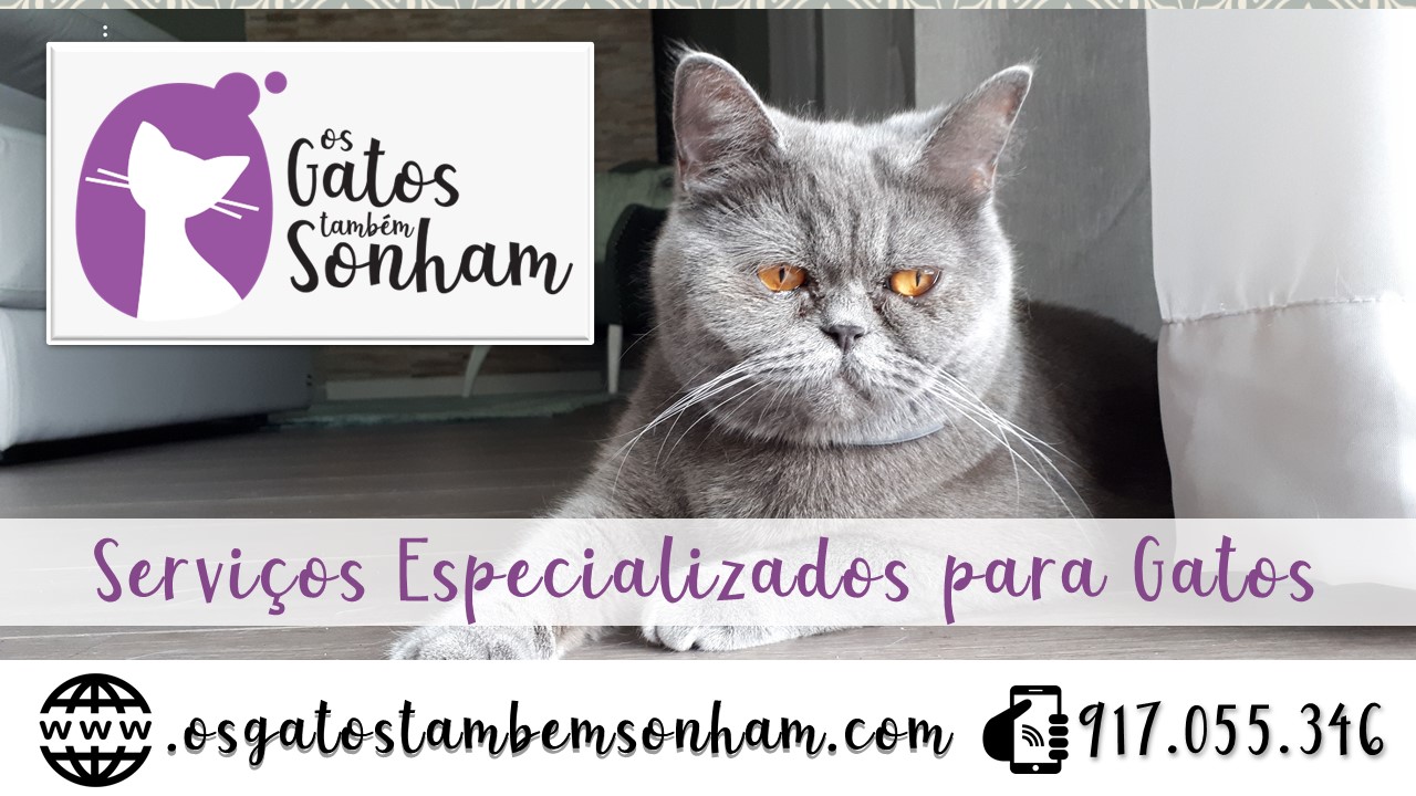 Serviços especializados para gatos