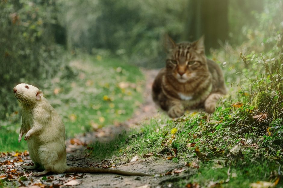 ABC DO GATO – A de Alimentação