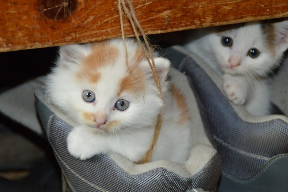 Cat’s wellness- Consultations