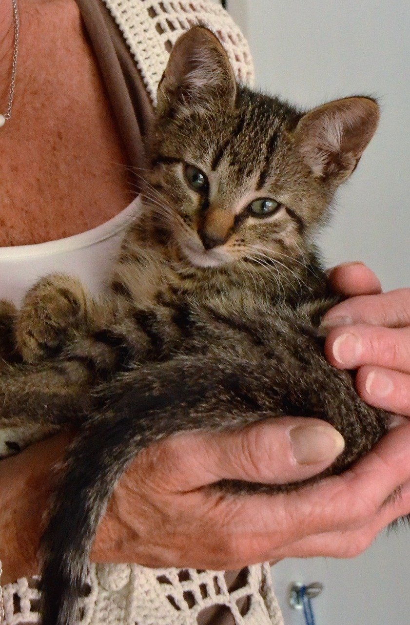 ABC do Gato - A de Adoção
