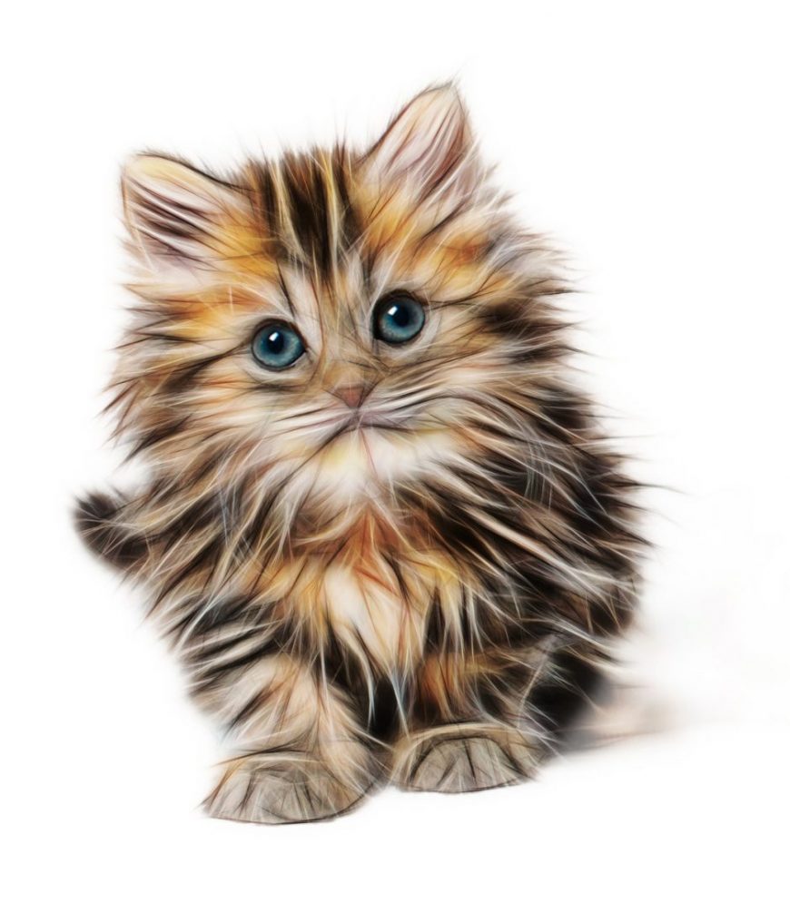 Introducing a kitten to your resident cat