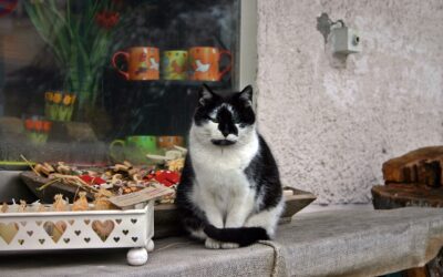 ABC do Gato – C de Comportamento