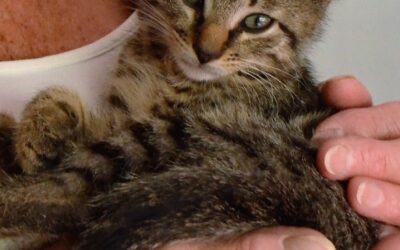 ABC do Gato – A de Adoção