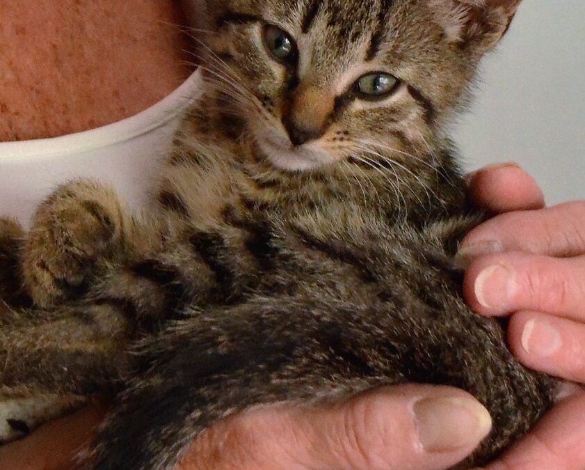 ABC do Gato – A de Adoção