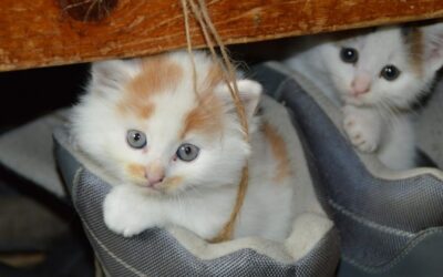 O bem-estar do seu gato – Consultas