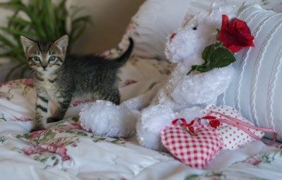 O meu gato e o meu bebé
