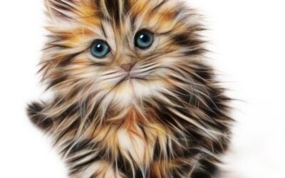 Introducing a kitten to your resident cat