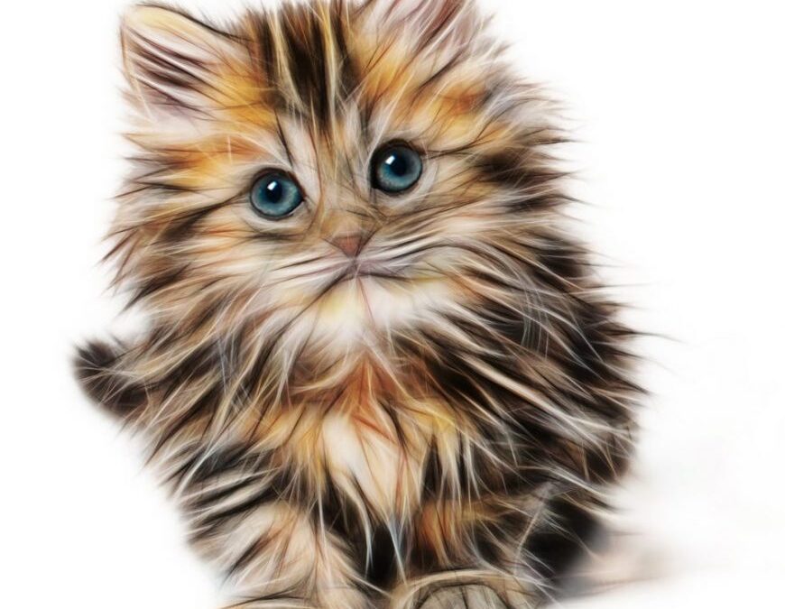 Introducing a kitten to your resident cat