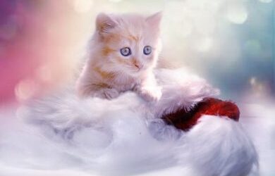 Mais gatos felizes!