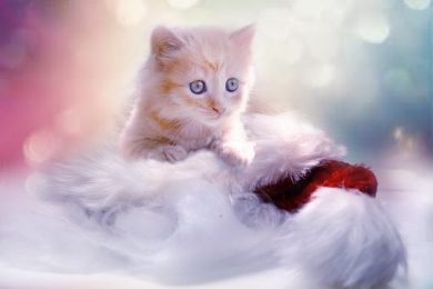 Mais gatos felizes!