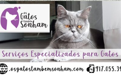 Serviços especializados para gatos