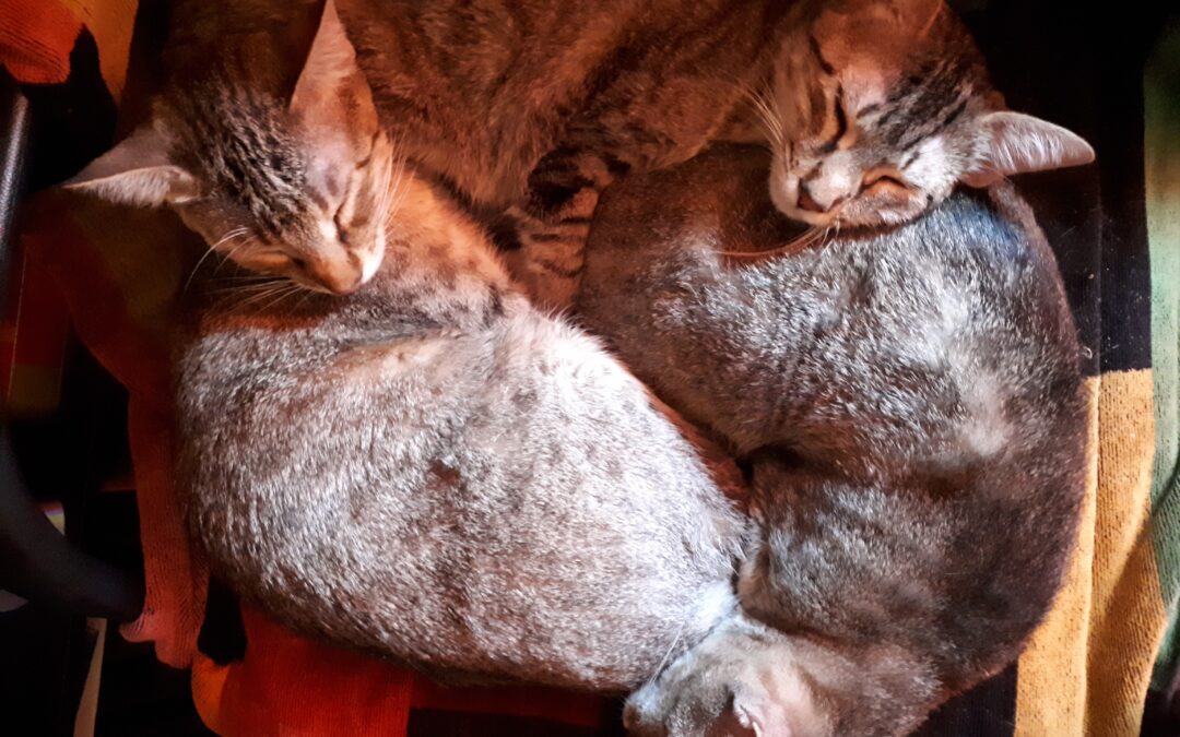 ABC  DO  GATO – A de Amor