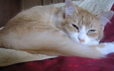 Comportamento dos gatos – Sessões de ajuda
