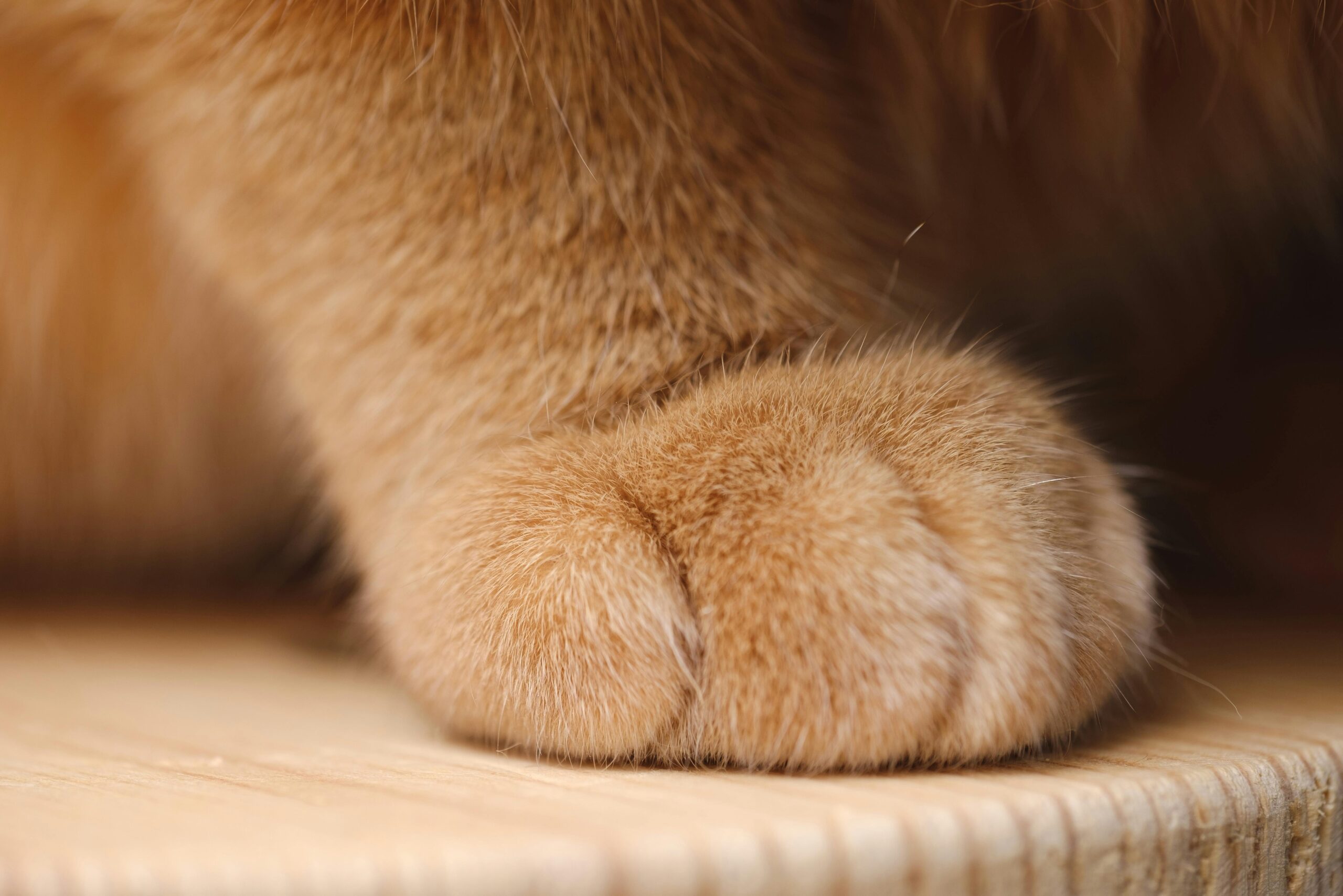 cuidar do seu gato, catsitting