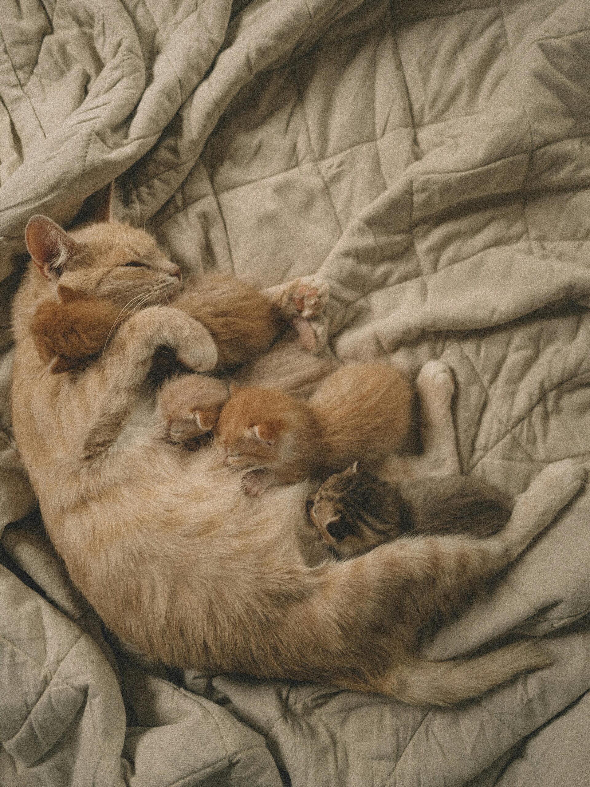 gatos, os gatos também sonham, formação em comportamento de felino doméstico, ana castanheira