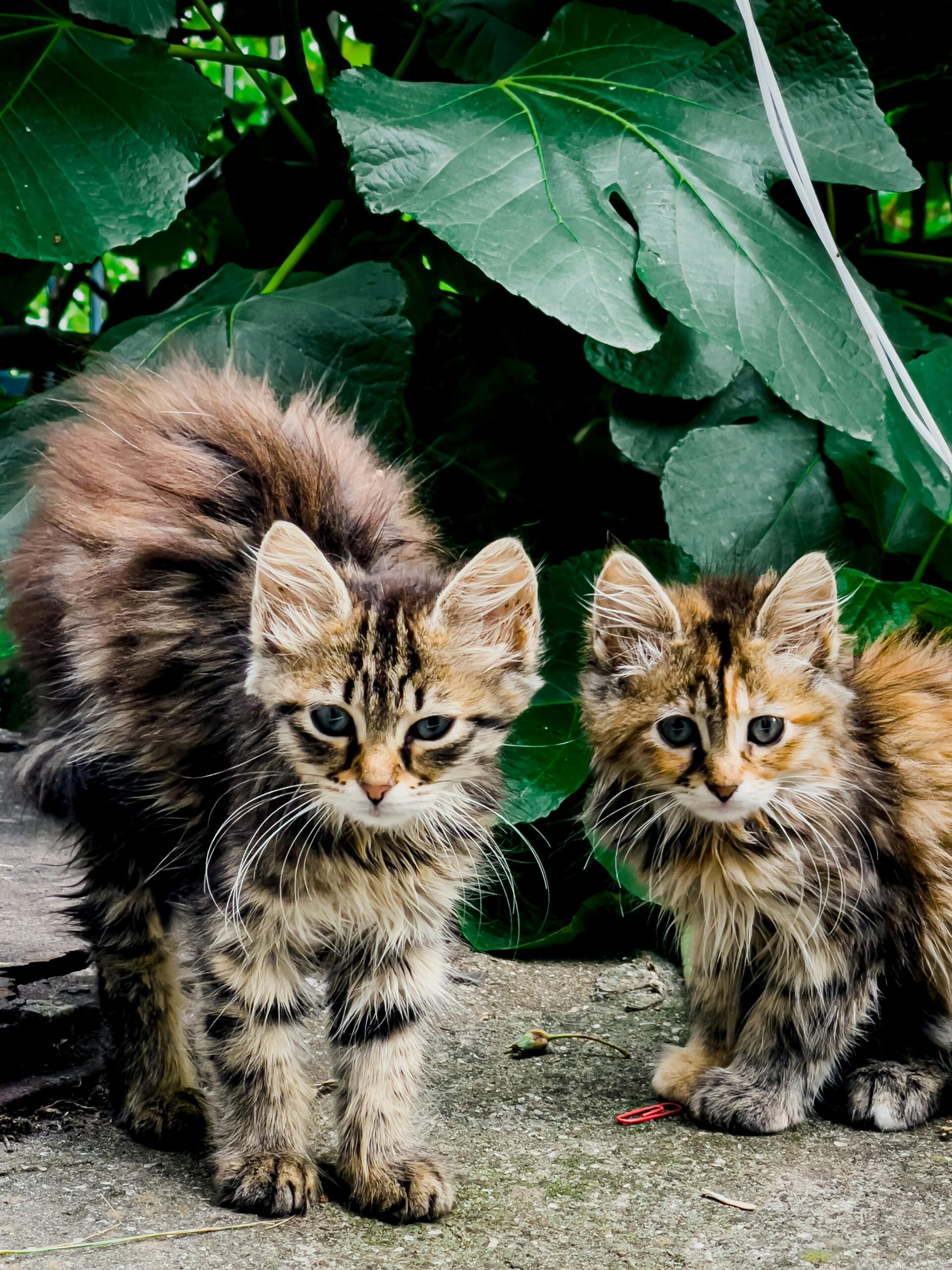 gatos, os gatos também sonham, formação em comportamento de felino doméstico, ana castanheira