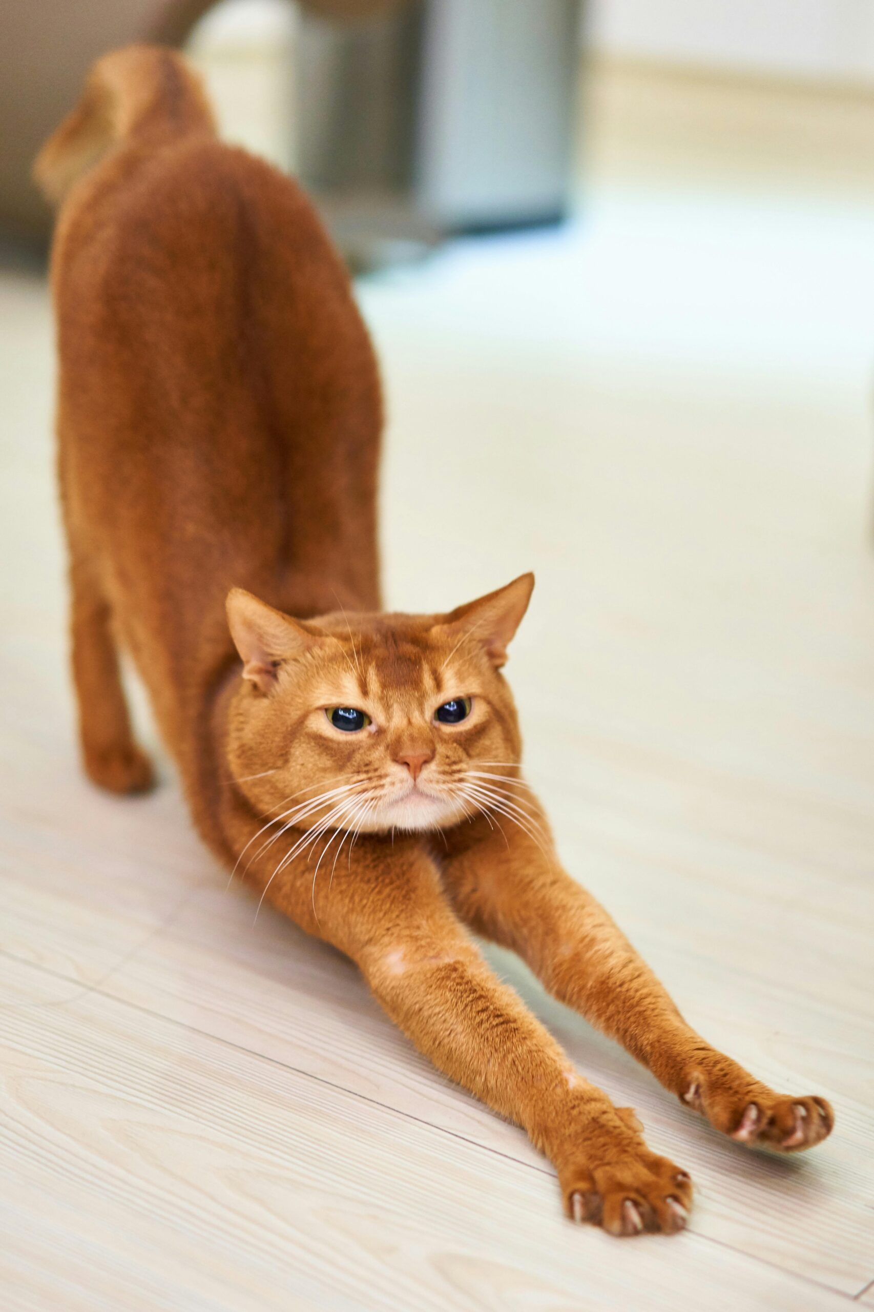 serviços, catsitting , catcare, cattaxi, catsitter, catboarding, comportamento felino doméstico, coaching para tutores de felinos domésticos, enriquecimento ambiental, casas cat friendly,