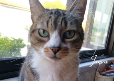 serviços, catsitting , catcare, cattaxi, catsitter, catboarding, comportamento felino doméstico, coaching para tutores de felinos domésticos, enriquecimento ambiental, casas cat friendly,