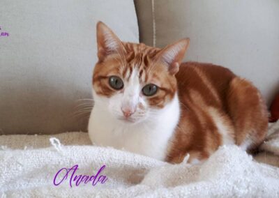 catsitting, os gatos tbem sonham
