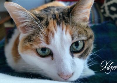 xiluva, os gatos também sonham
