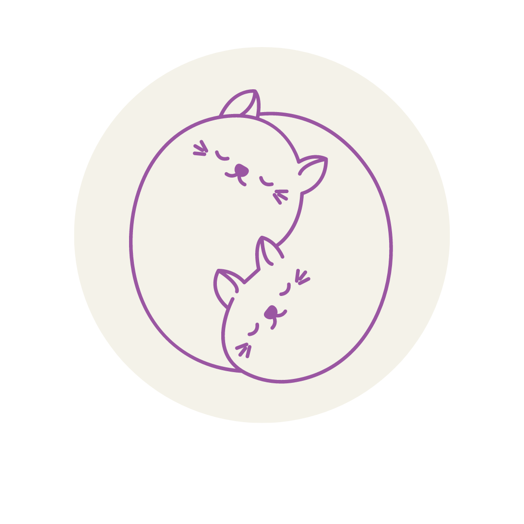 serviços, catsitting , catcare, cattaxi, catsitter, catboarding, comportamento felino doméstico, coaching para tutores de felinos domésticos, enriquecimento ambiental, casas cat friendly,
