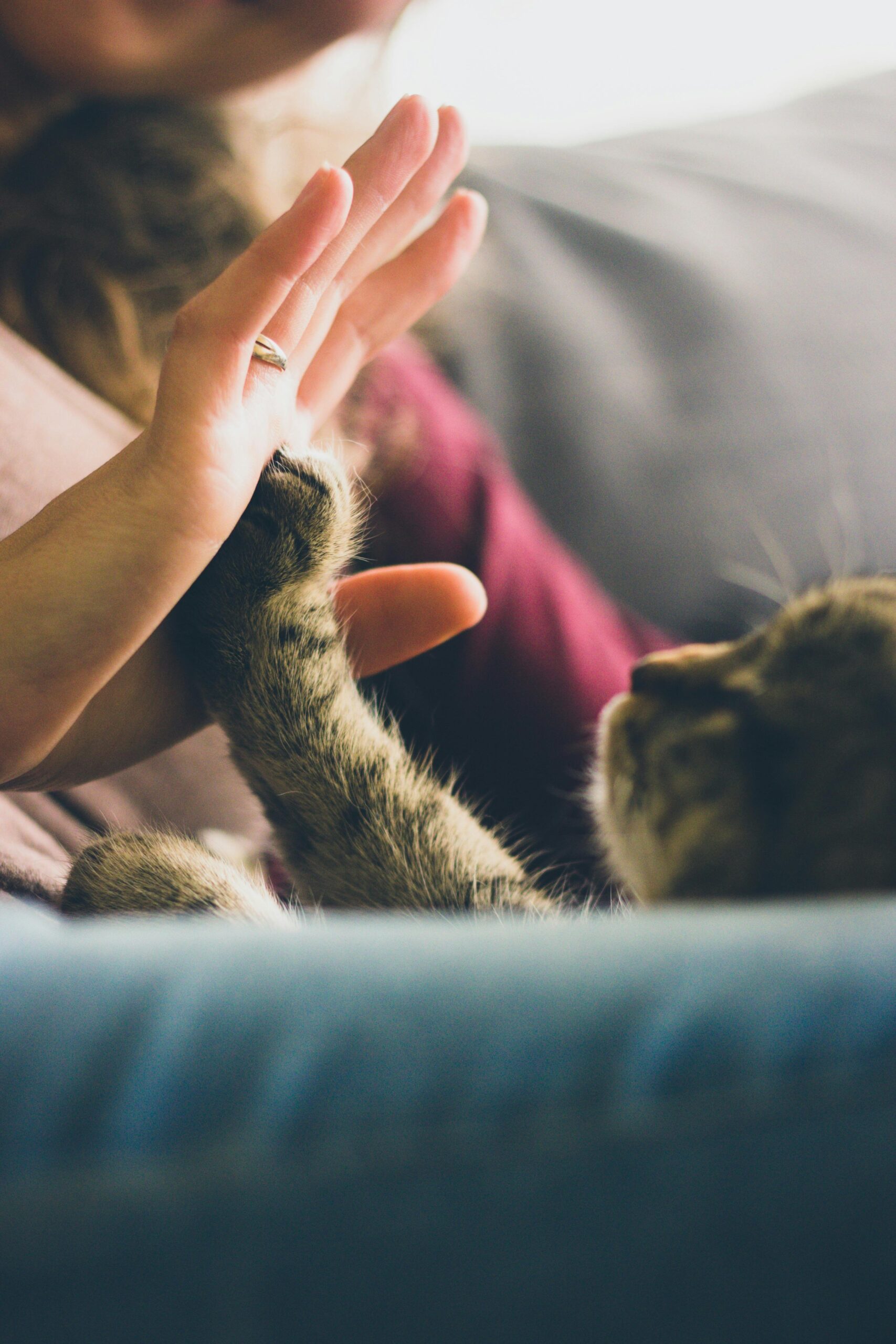 serviços, catsitting , catcare, cattaxi, catsitter, catboarding, comportamento felino doméstico, coaching para tutores de felinos domésticos, enriquecimento ambiental, casas cat friendly,